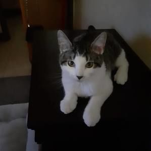 Meet your Posher, Barbette